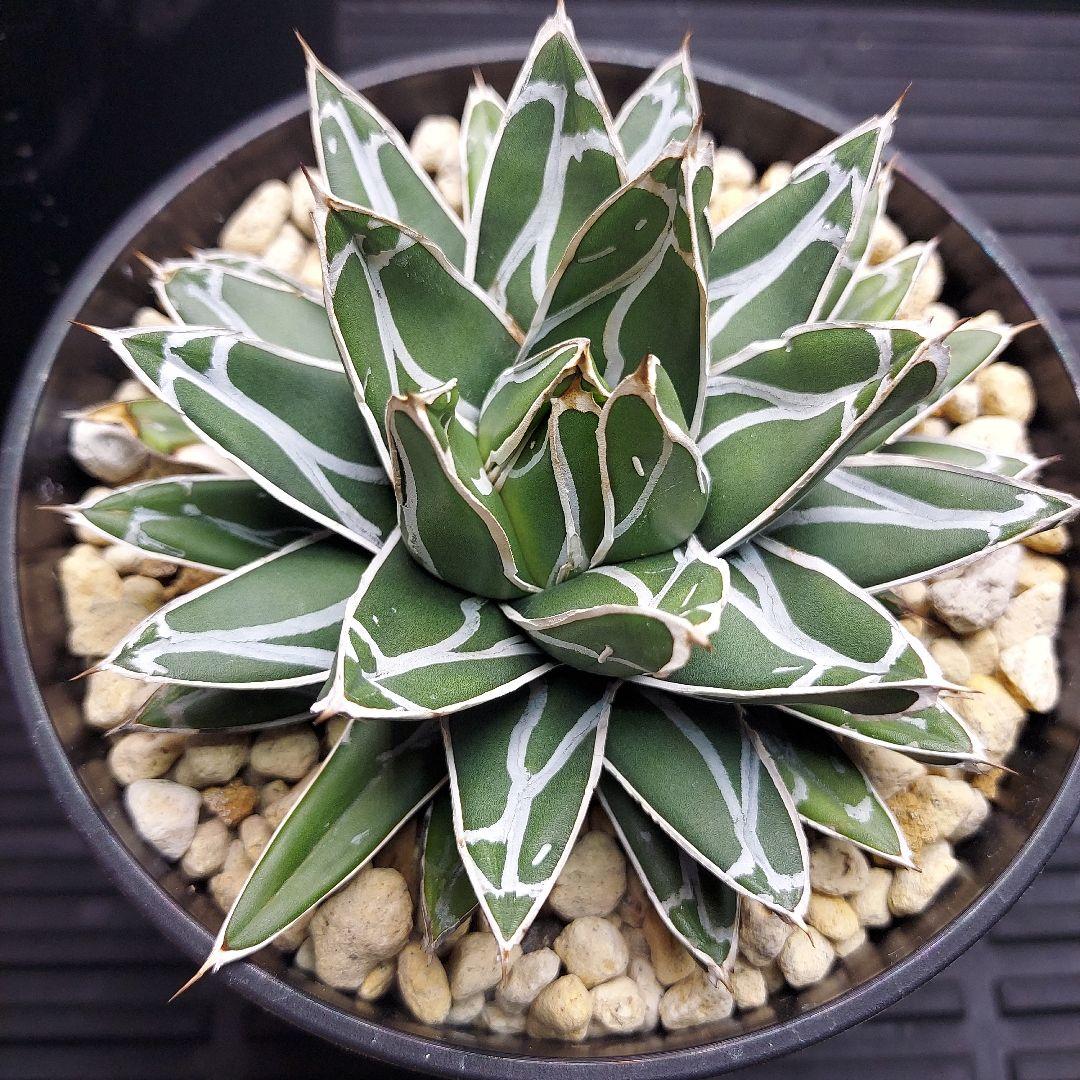 じ*む様 親株販売！！　子株付き　アガベ　姫笹の雪　特濃白ペンキ　耐寒性あり　オ