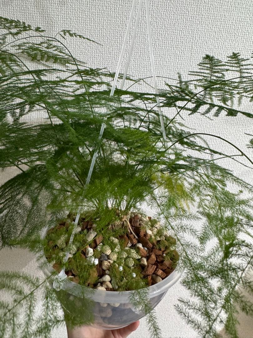 アスパラガスプルモーサス　7号