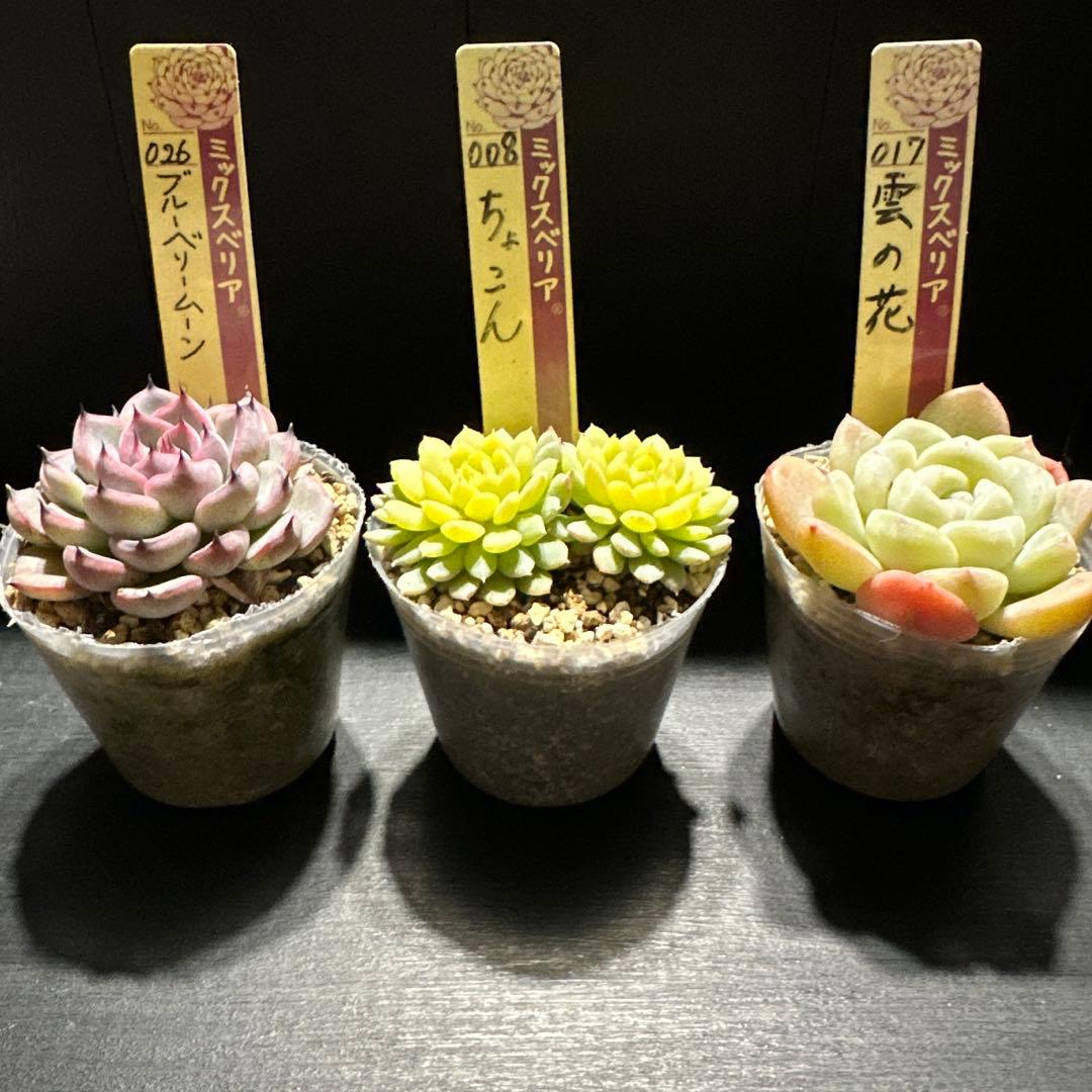 か*ん様 おらいさん苗10点セット　今回でラスト！　可愛い子ちゃんセット　札なし