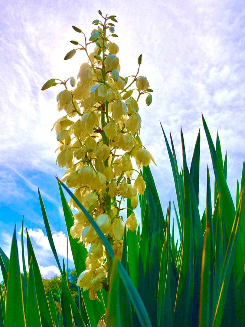 幸運木【森で完全野生化 ユッカ グロリオサ/アツバキミガヨラン】インド鉢植え＊小