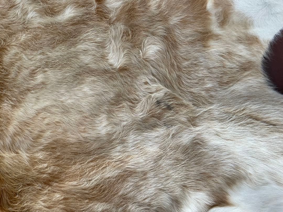 売り切り価格！　牛毛付き革 カウラグ カウハイド