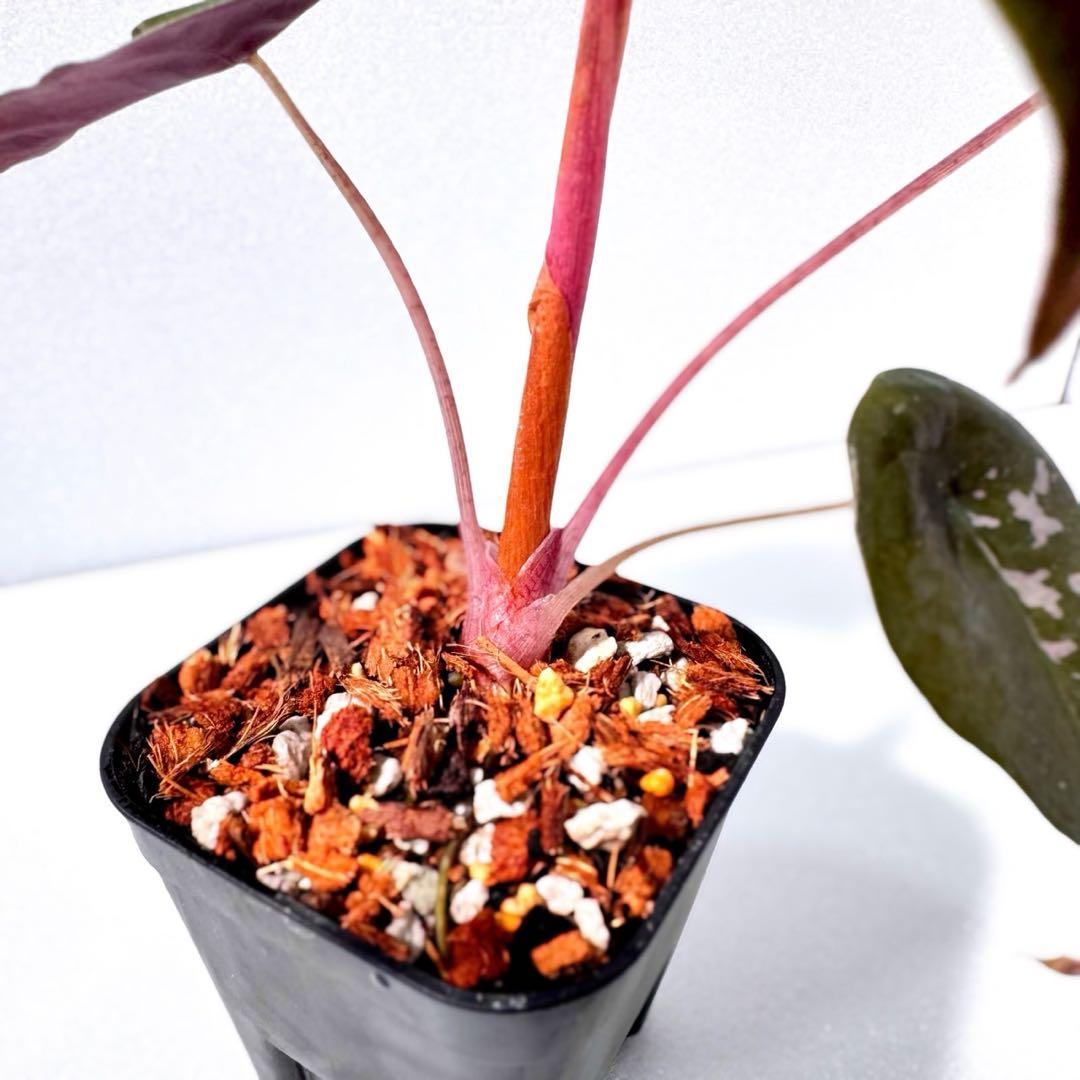 アロカシア シャントリエリ ピンク斑入り 斑入り少なめお買い得品