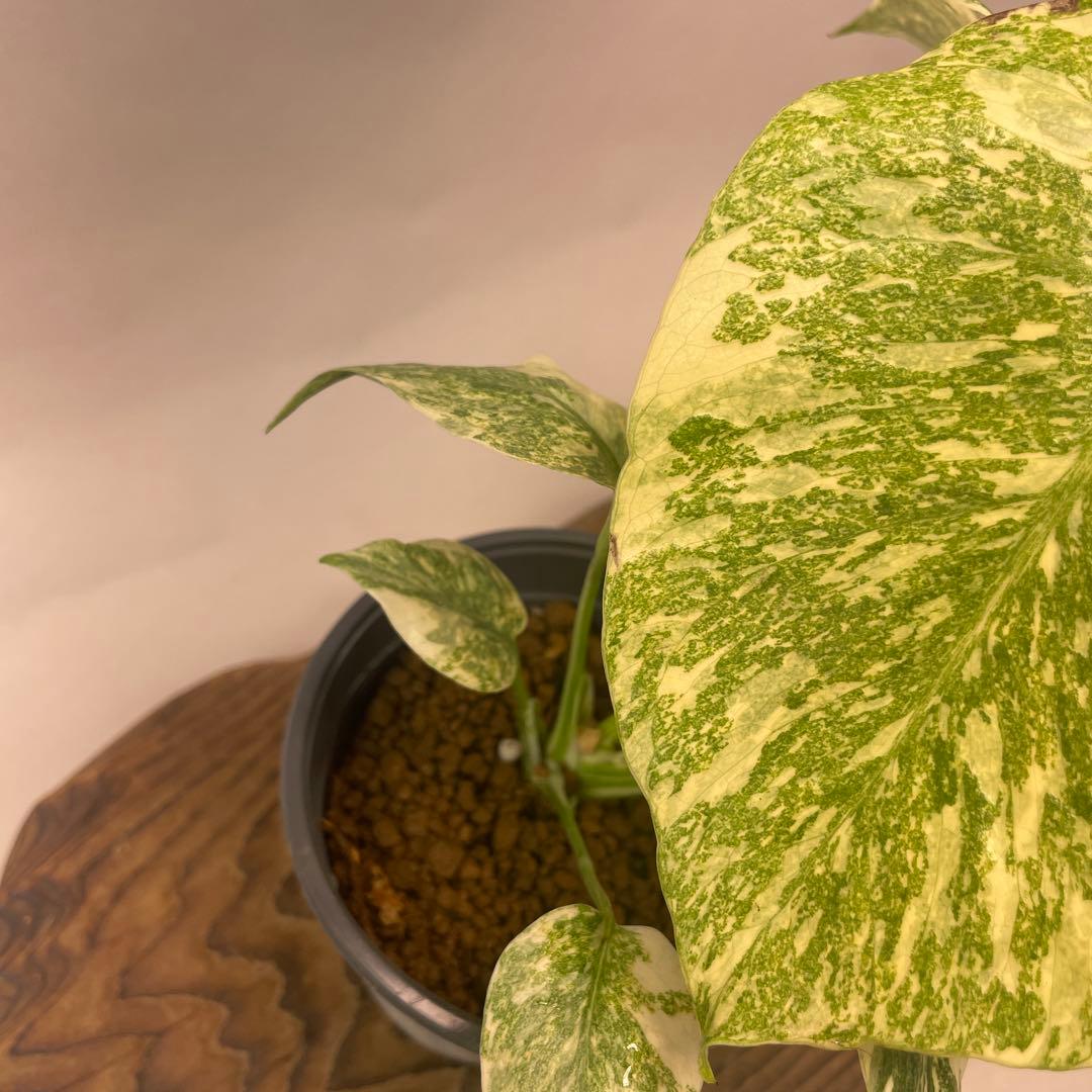 さ**様 A13モンステラ　デリシオーサ　レガシー　斑入り