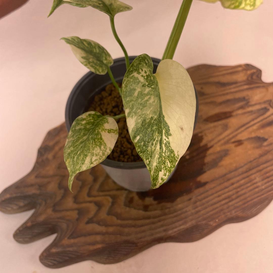 さ**様 A13モンステラ　デリシオーサ　レガシー　斑入り