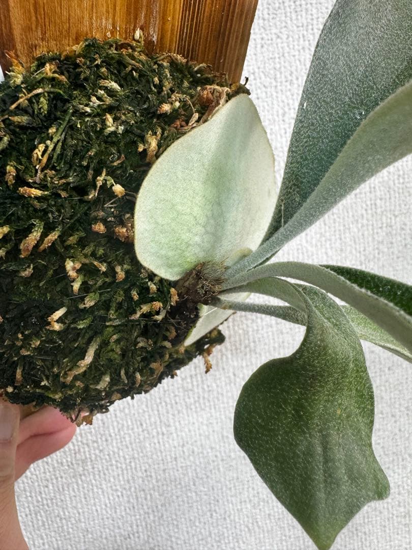 P. veitchii wild Australia ビカクシダ