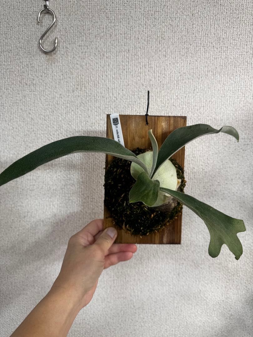 P. veitchii wild Australia ビカクシダ