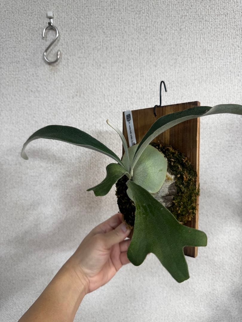 P. veitchii wild Australia ビカクシダ