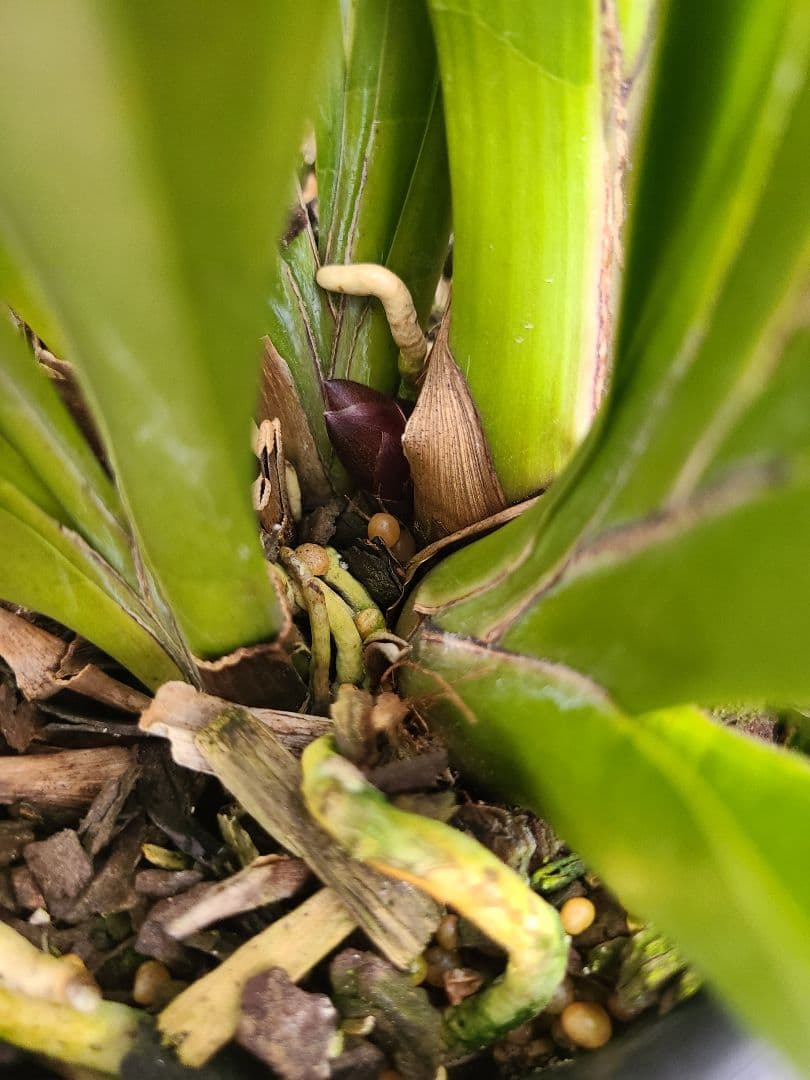 フォアゴットンフルーツ。2鉢。蜜蜂誘引蘭。日本蜜蜂。シンビジューム