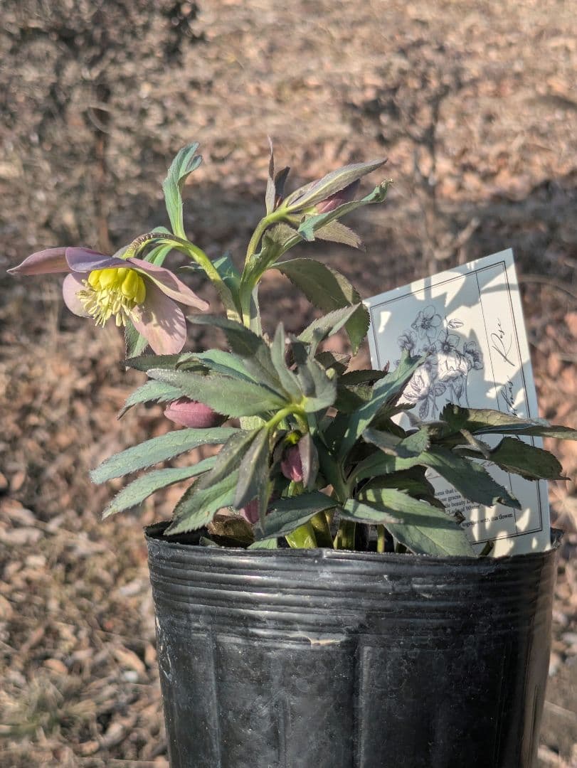 高橋育苗 little beast　原種系バイカラー ss　蕾複数あり