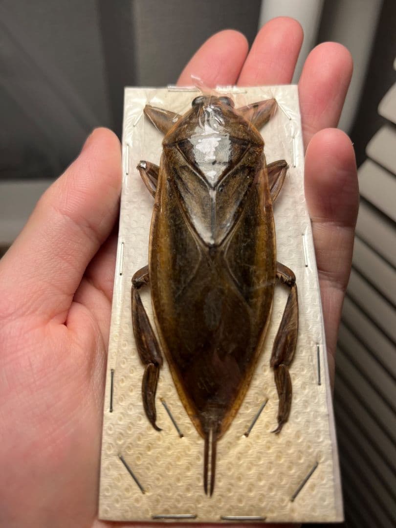 【田亀最大級】ナンベイオオタガメの昆虫標本 タランチュラムカデセンチピードサソリ