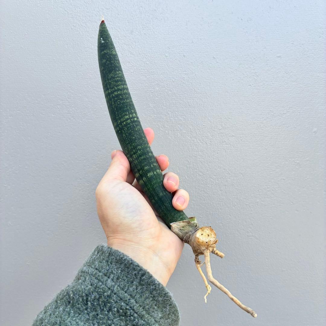 【超希少】サンセベリア タンザニア アルシャ