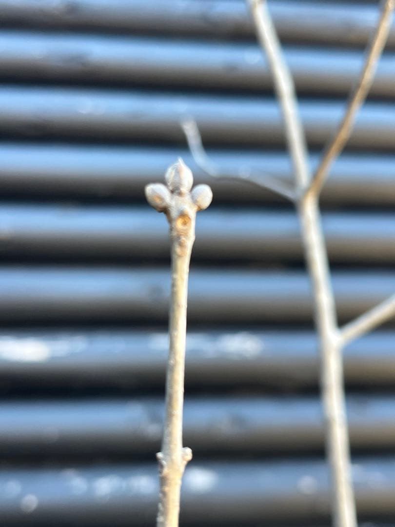 山採り天然　アオダモ　３本株立ち　81