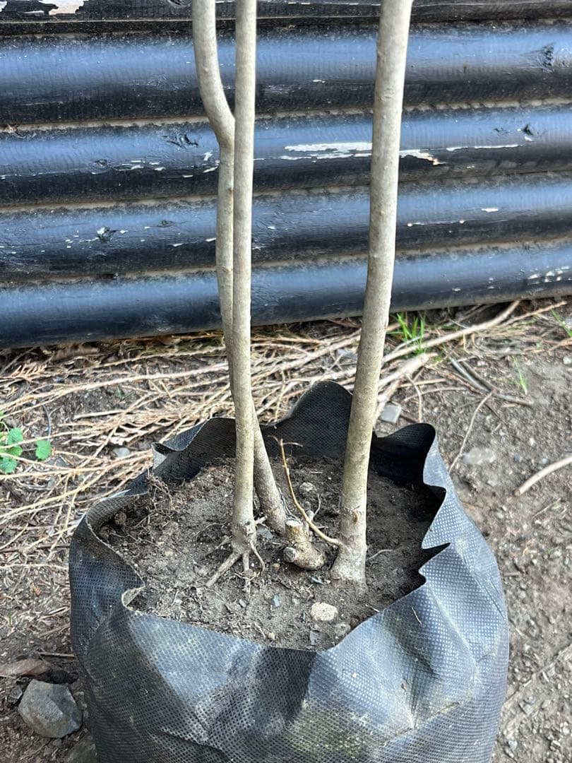 山採り天然　アオダモ　３本株立ち　81