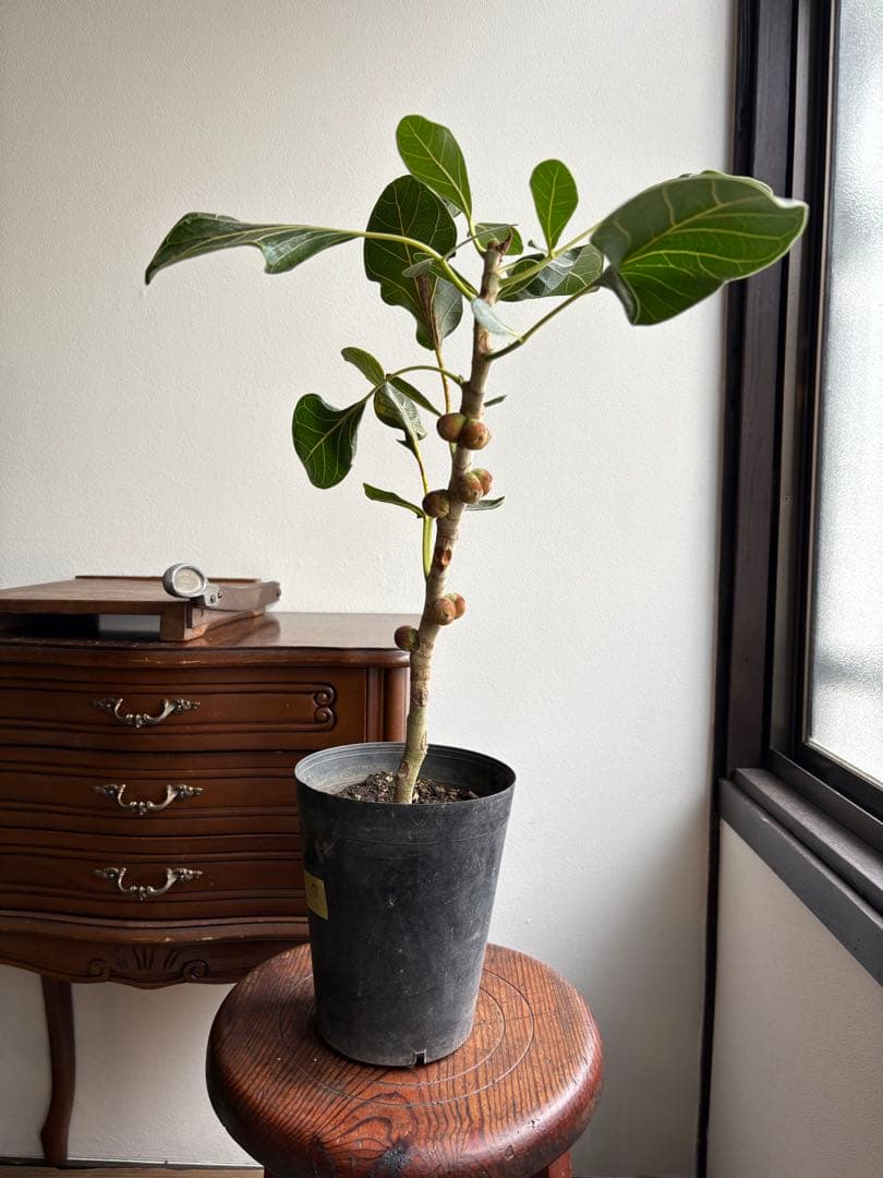 フィカス　クリシュナ　5号鉢　①