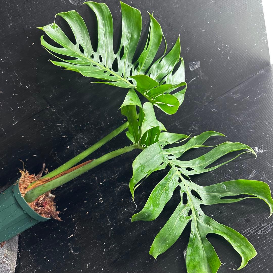 a*i様 モンステラデリシオーサマクロコズム超希少系統鉢植え61㎝