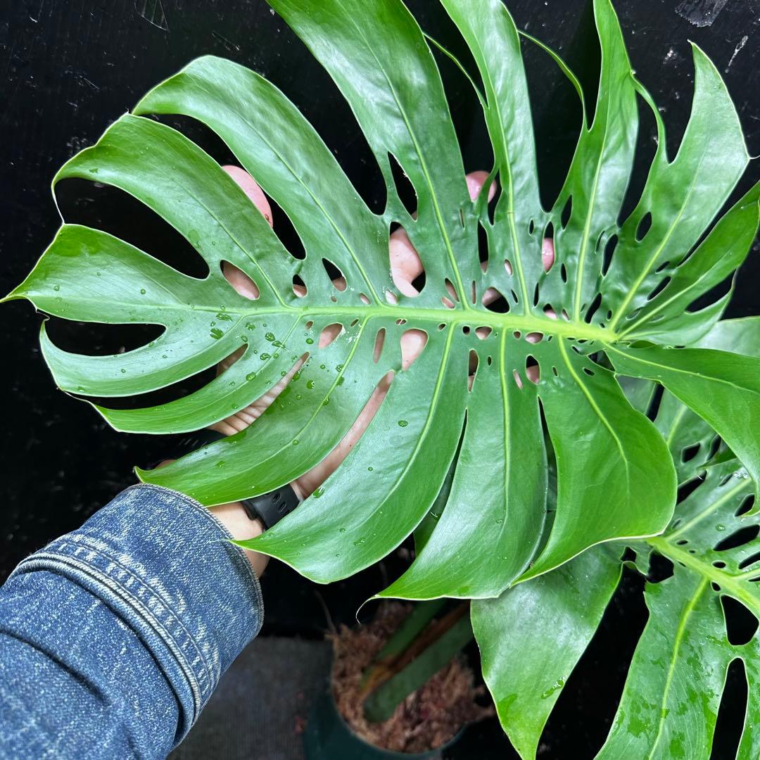 a*i様 モンステラデリシオーサマクロコズム超希少系統鉢植え61㎝