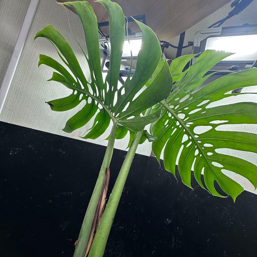 a*i様 モンステラデリシオーサマクロコズム超希少系統鉢植え61㎝