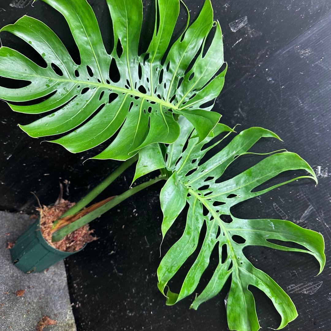a*i様 モンステラデリシオーサマクロコズム超希少系統鉢植え61㎝