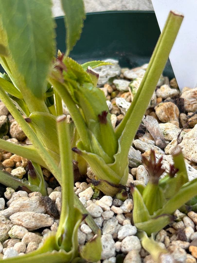 認定アフロディーテ　クリスマスローズ