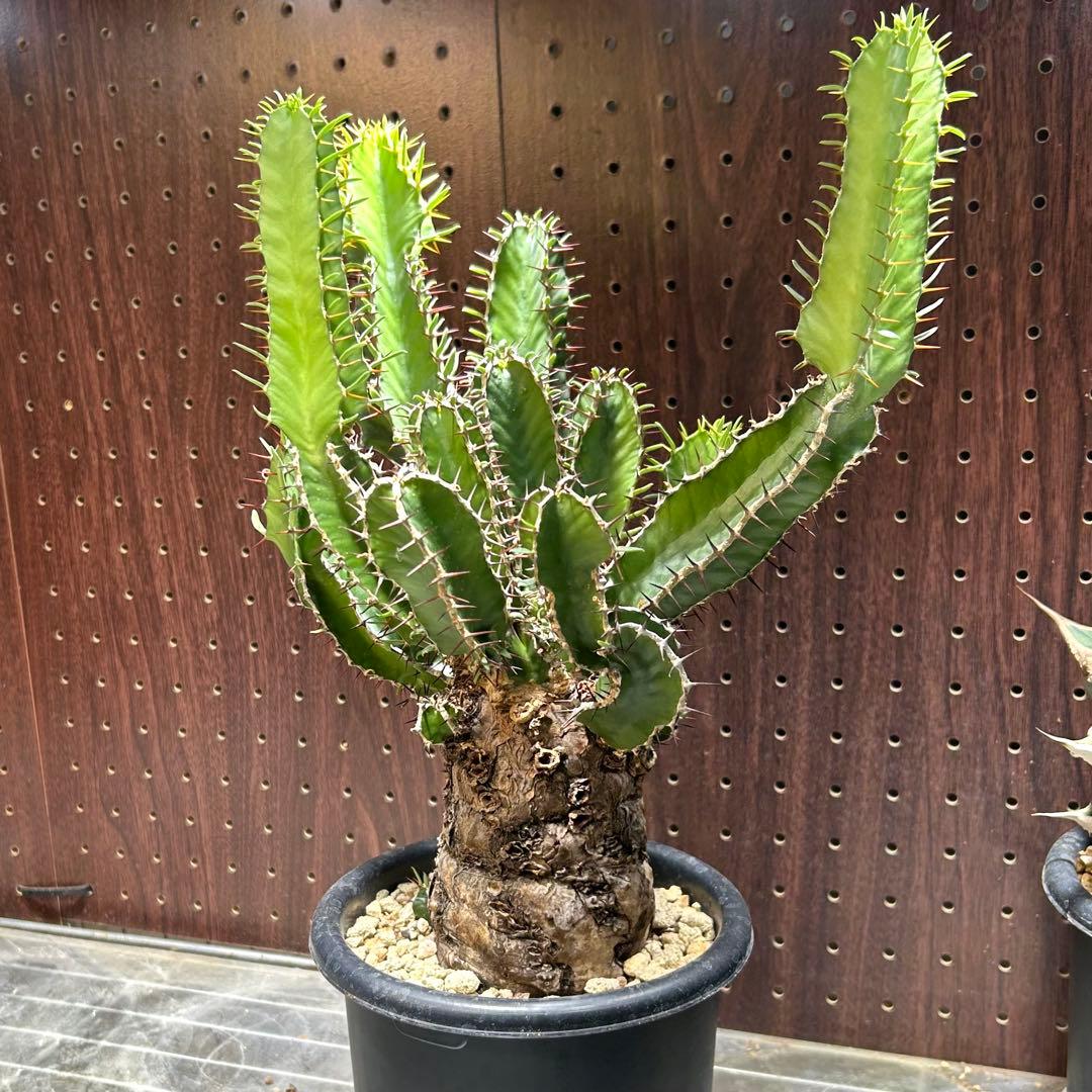 【美形大株】ムランジーナ ユーフォルビア 現地株 発根済長期管理株 コレクション