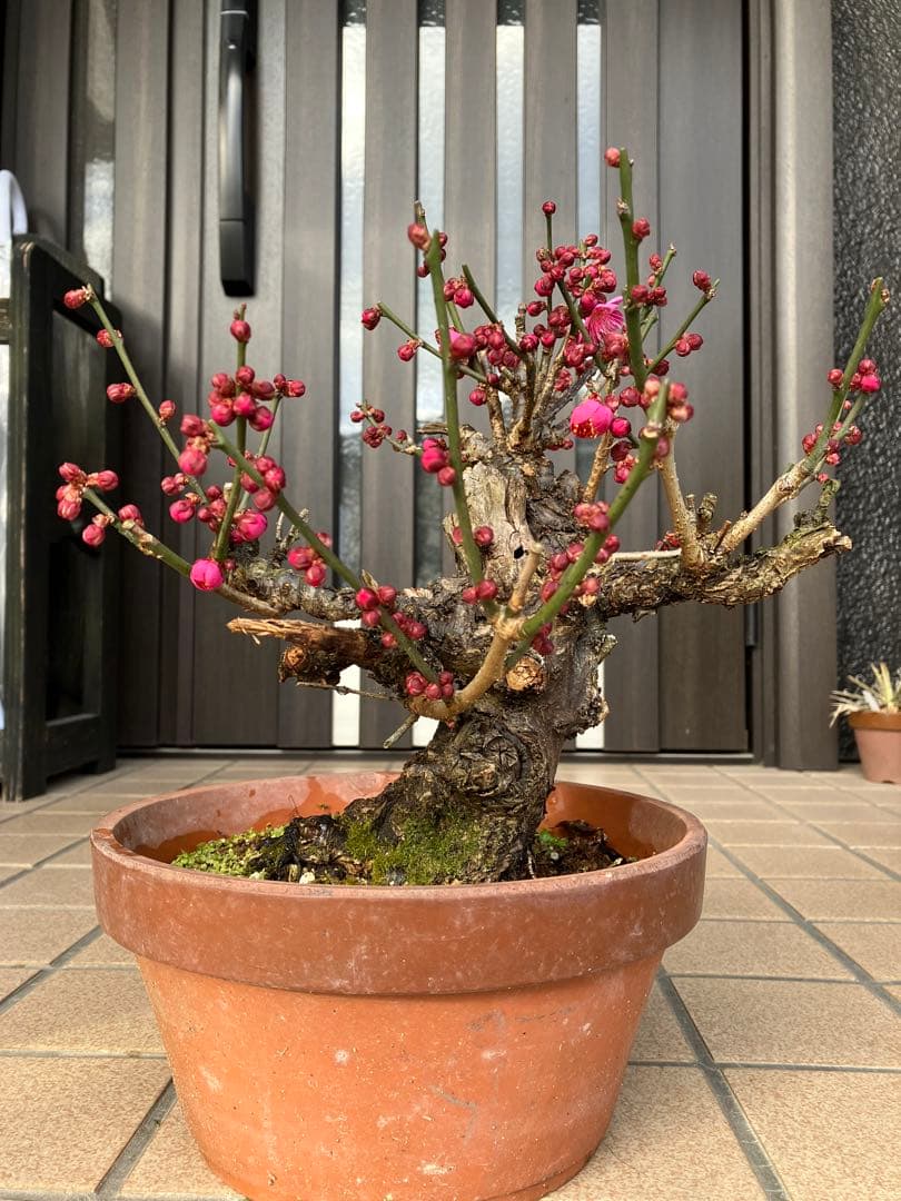 緋梅盆栽　超極太　樹齢30年位　★超大特価 滅多に出ない極上品 早いもの勝ち★