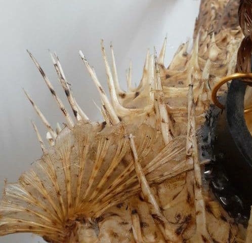 超特大ふぐふぐ提灯福膨らむふぐ河豚ハリセンボン疫病退散祈願