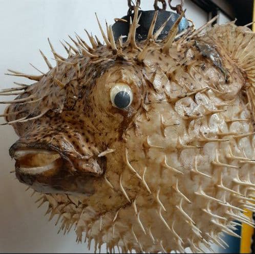 超特大ふぐふぐ提灯福膨らむふぐ河豚ハリセンボン疫病退散祈願