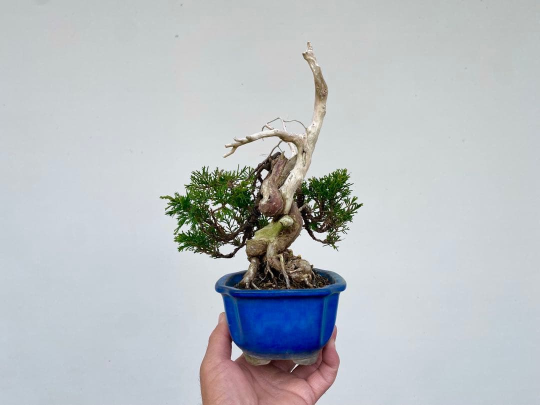 糸魚川真柏　白木盆栽園　樹高22センチ盆栽黒松赤松五葉松観葉植物しんぱく小品盆栽