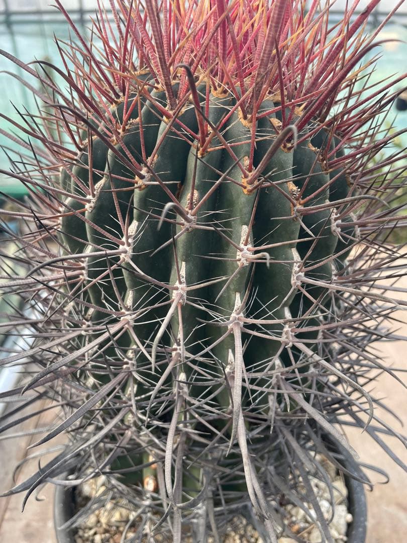 サボテン フェロカクタス 神仙玉 古株 大株 巨大