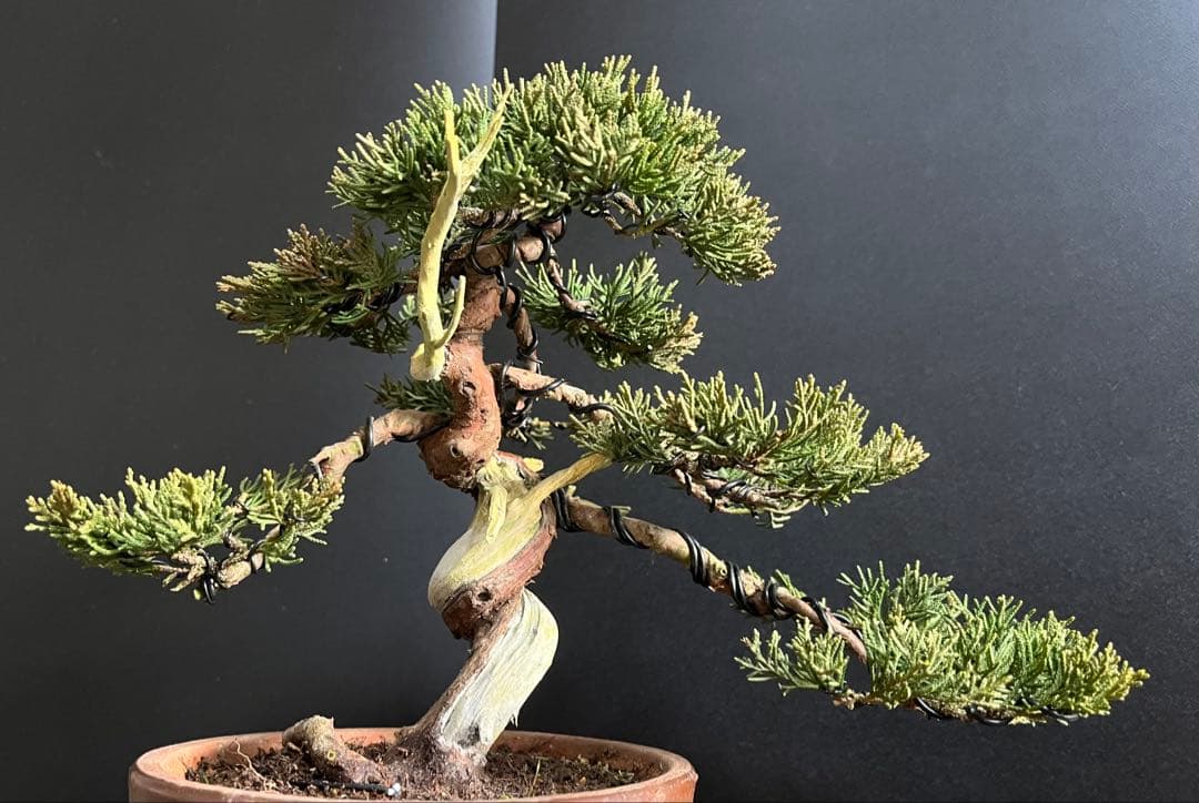 真柏盆栽　糸魚川真柏　捻転シャリ　小品盆栽　樹高20cm 素材