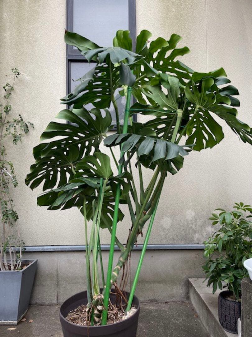 直接引取■巨大な葉のモンステラ・デリシオーサ/葉 60cm/観葉植物/190cm