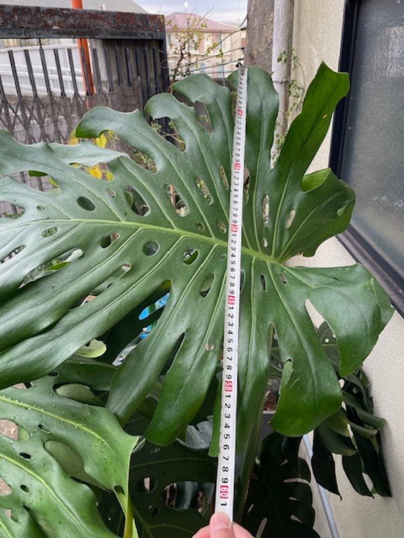 直接引取■巨大な葉のモンステラ・デリシオーサ/葉 60cm/観葉植物/190cm