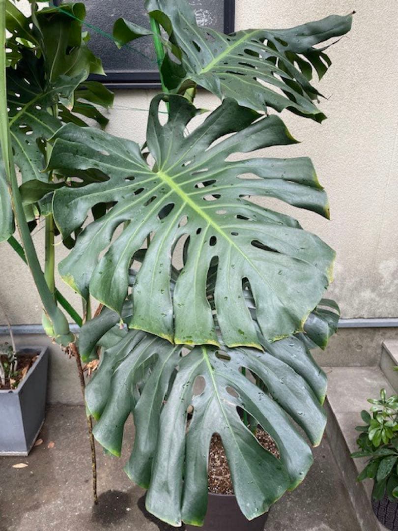 直接引取■巨大な葉のモンステラ・デリシオーサ/葉 60cm/観葉植物/190cm