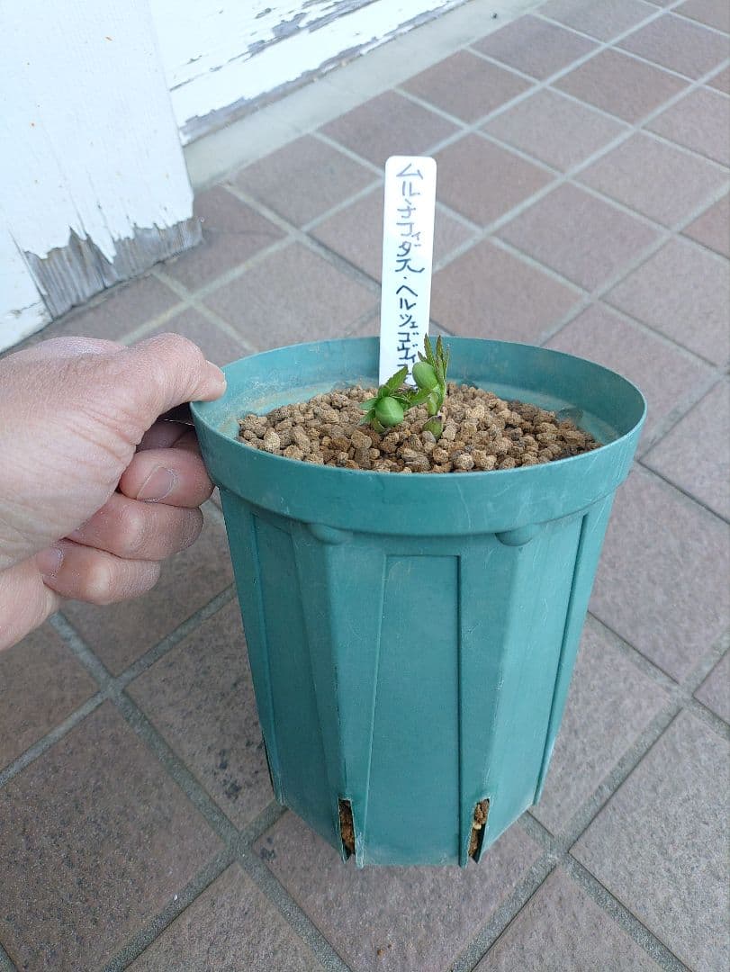 K*5様 原種クリスマスローズ　ムルチフィダス•ヘルツェゴヴィヌス　６号スリット