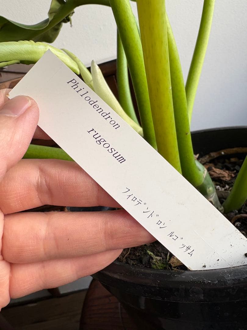 フィロデンドロン ルゴーサム ルゴッサム　6号鉢 ②