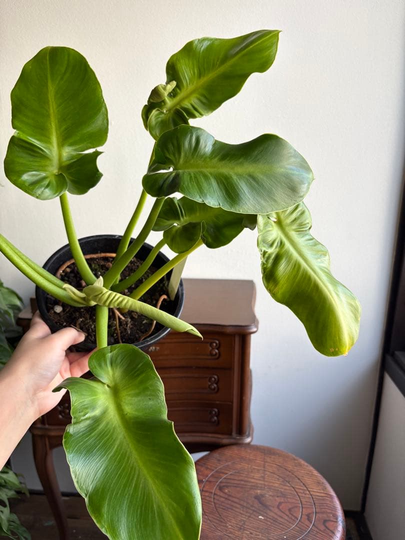 フィロデンドロン ルゴーサム ルゴッサム　6号鉢 ②