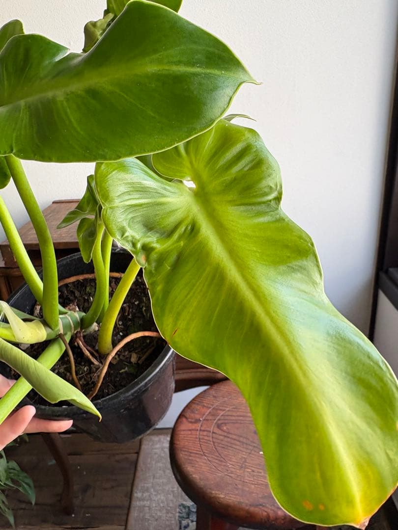 フィロデンドロン ルゴーサム ルゴッサム　6号鉢 ②