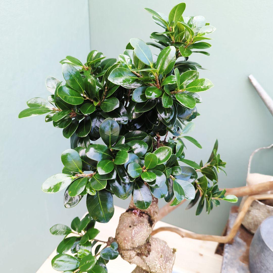 earth 人気！曲がりガジュマル 縁起物 ８号 昇り龍 曲線 太幹