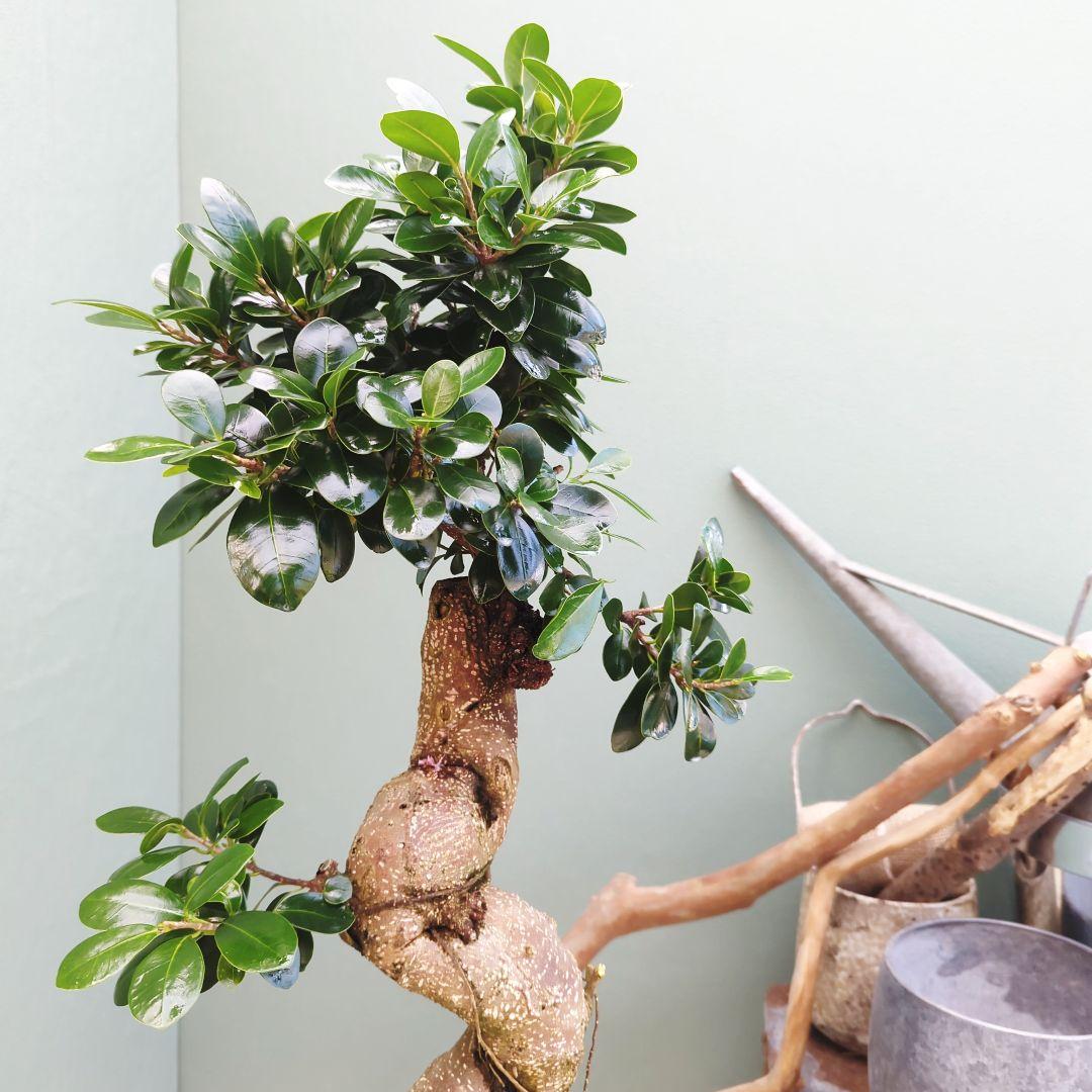 earth 人気！曲がりガジュマル 縁起物 ８号 昇り龍 曲線 太幹