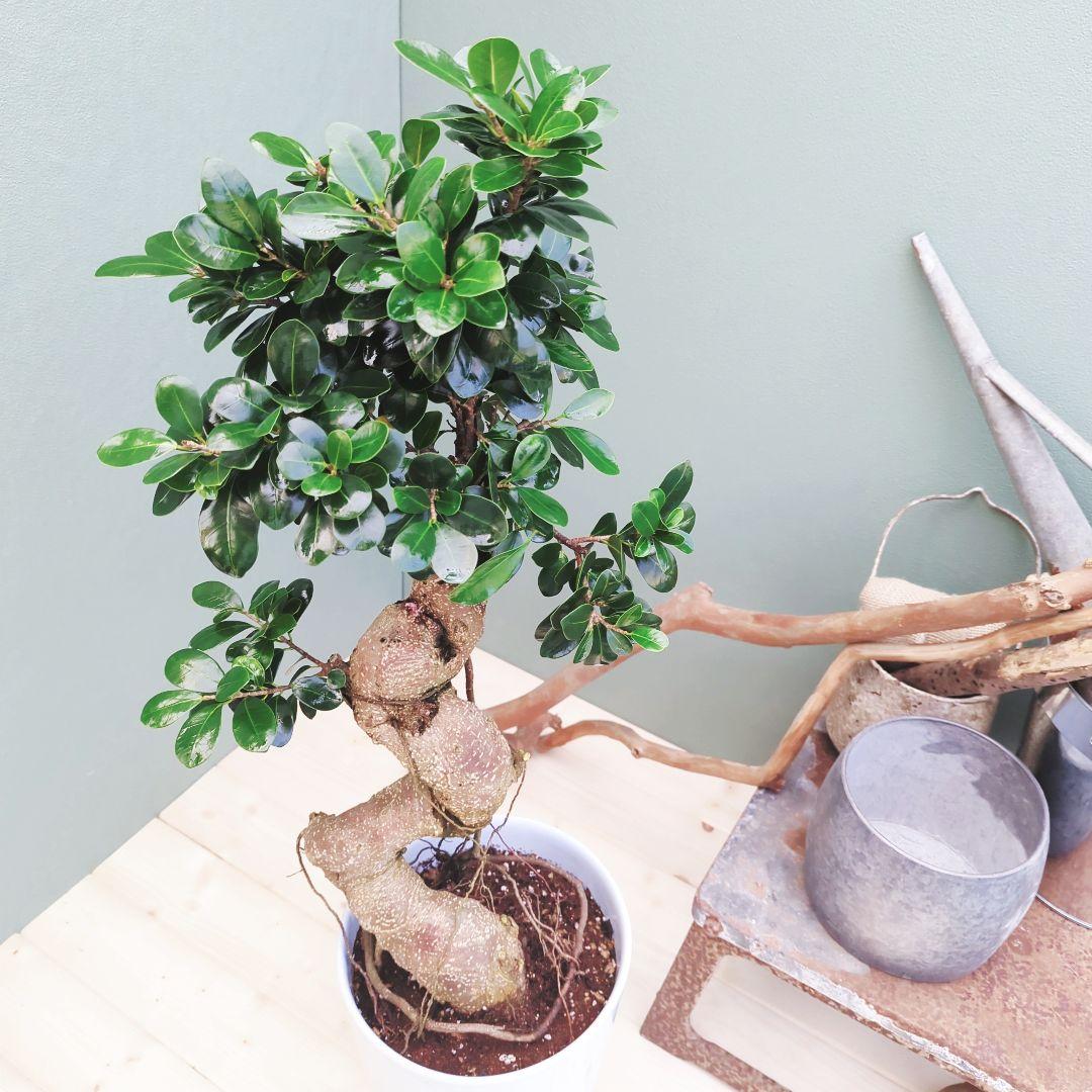 earth 人気！曲がりガジュマル 縁起物 ８号 昇り龍 曲線 太幹