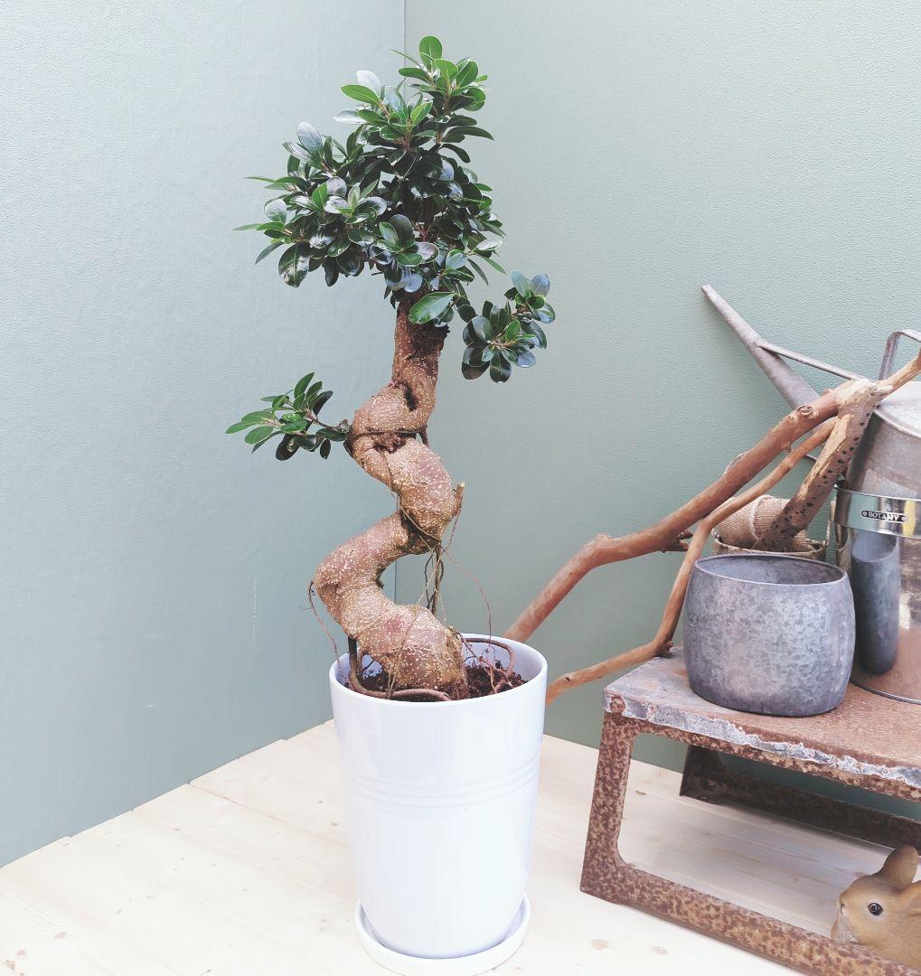 earth 人気！曲がりガジュマル 縁起物 ８号 昇り龍 曲線 太幹