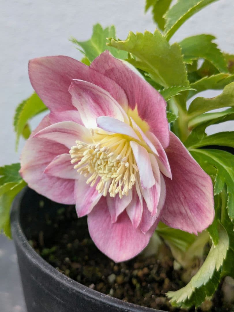 広瀬園芸 クリスマスローズ オーレア系ピンクグラデーションdd※訳あり