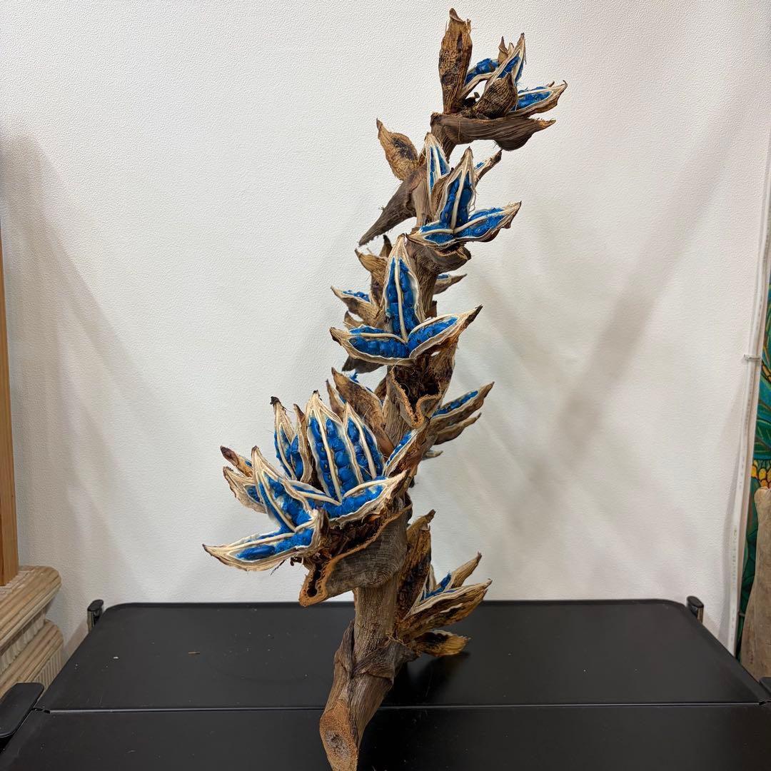 旅人の木A級品　8節