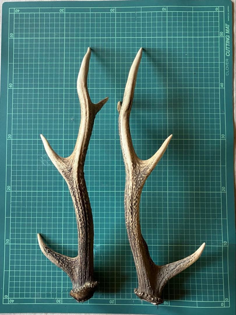 日本鹿の角 左右ペア 約45~50cm 天然素材 ハンドメイド素材　インテリア