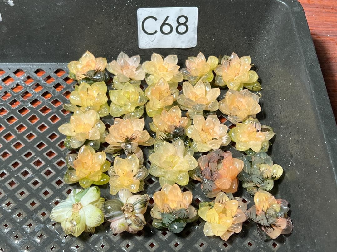 ✱*✱様 多肉植物 ハオルチア　オブツーサ錦 水中月錦 糊斑 鮮明錦 25株セ