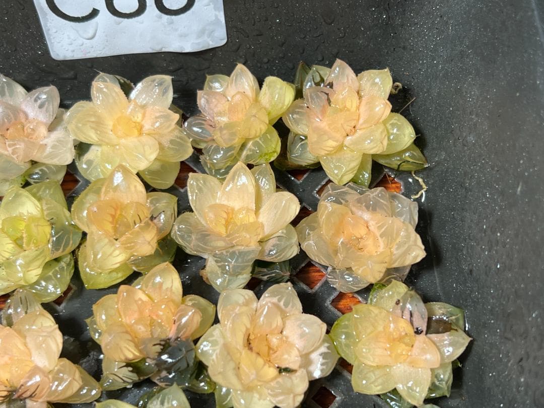 ✱*✱様 多肉植物 ハオルチア　オブツーサ錦 水中月錦 糊斑 鮮明錦 25株セ