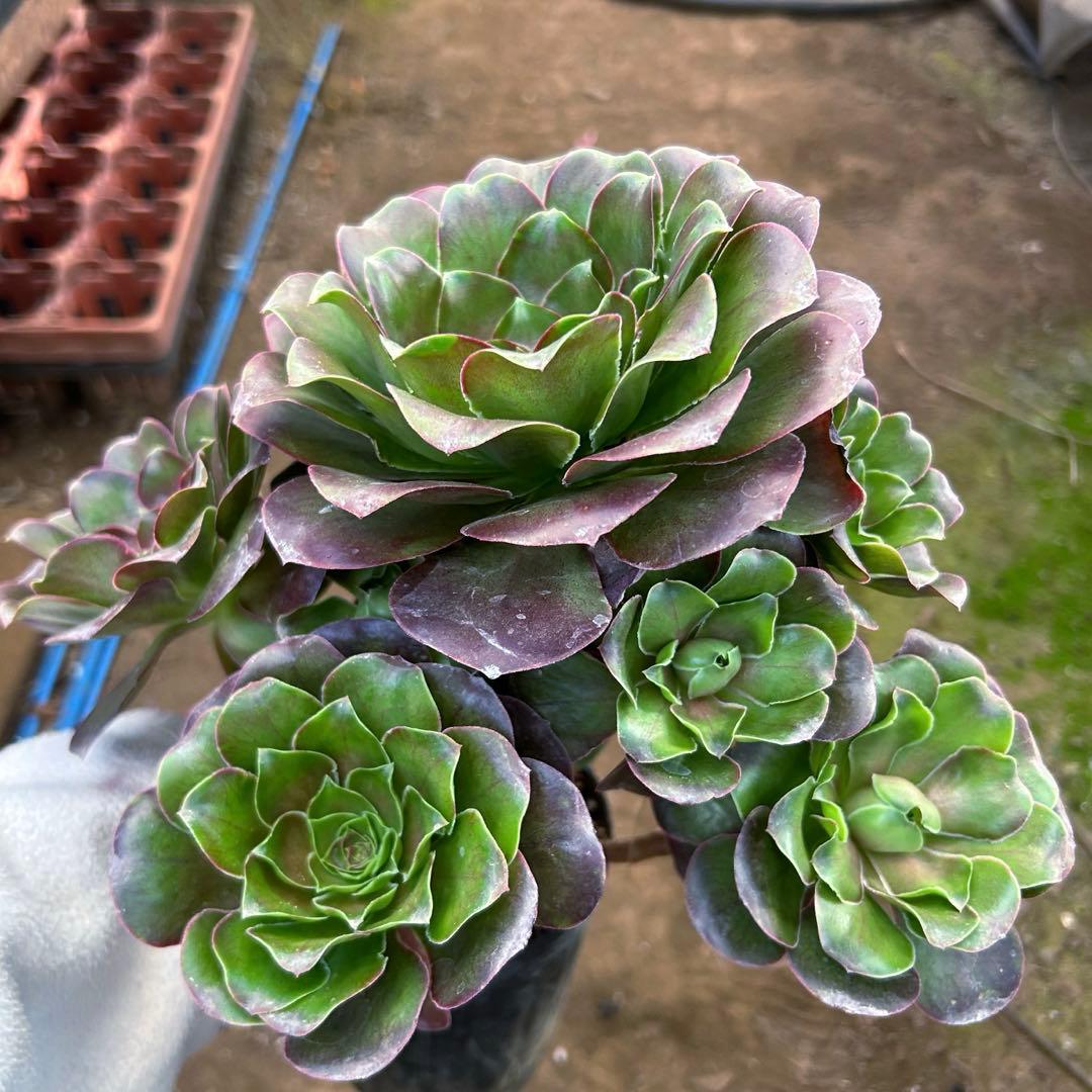 激安‼️お買得‼️アエオニウム　選別株　希少‼️グレー魅金ローズ　大株　群生苗　抜き苗