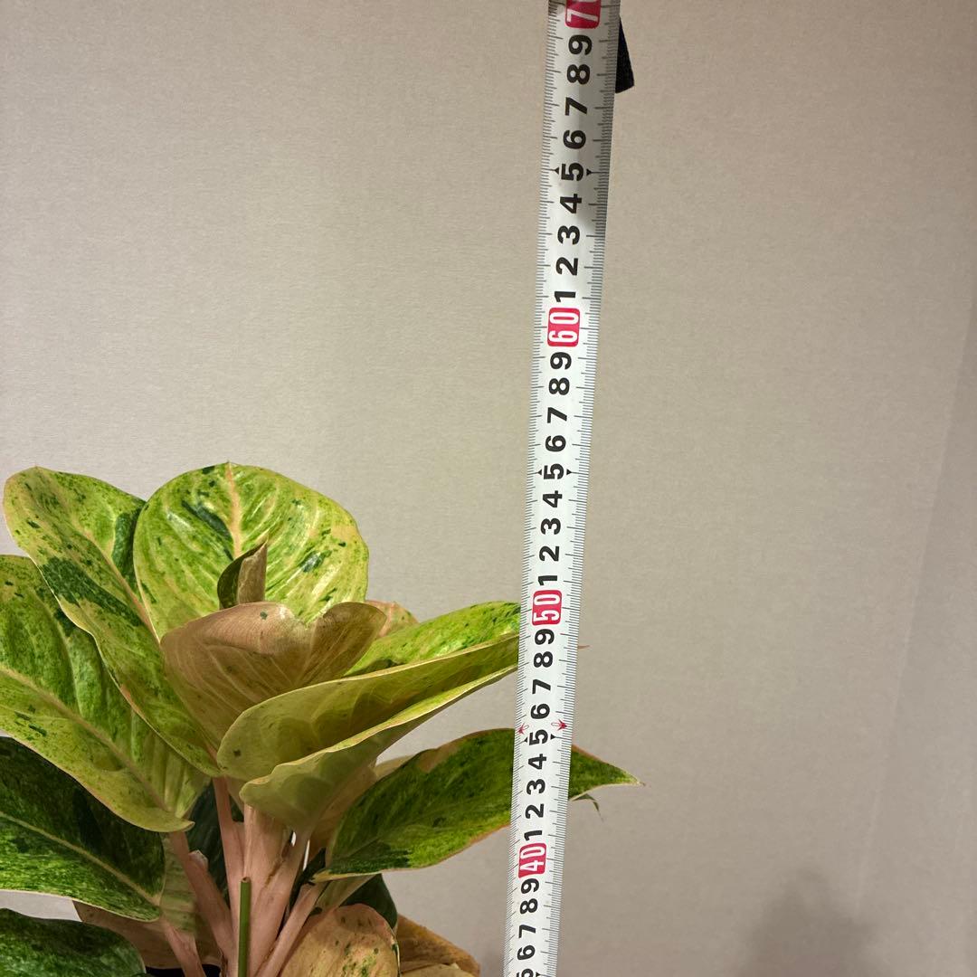 【希少】アグラオネマ・アップルファンタジー 7号　　　　鉢カバーセット