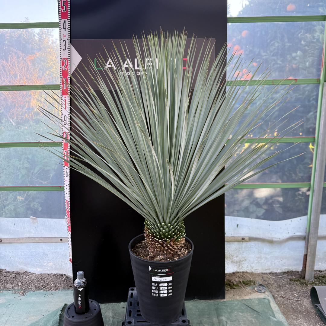 【AL1079】ユッカ　LA ALBERO　ランチョブルー　数量限定販売
