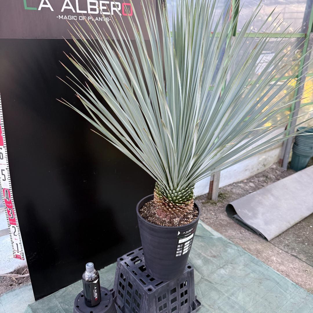 【AL1079】ユッカ　LA ALBERO　ランチョブルー　数量限定販売